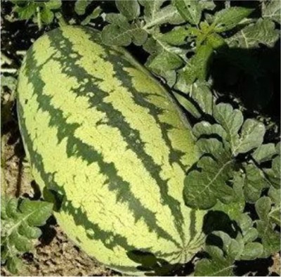 HY. WATER MELON JYOTHSNA